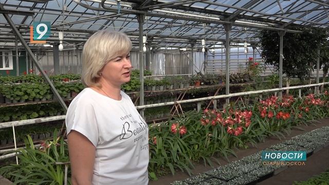 "Цветочный бум": тысячи цветов в теплицах "Зеленстроя" ждут высадки на клумбы города