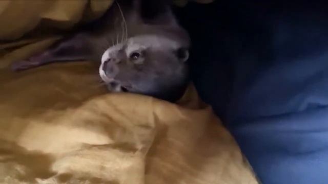 Ты что заснуть не можешь? Так я тебя согрею)))