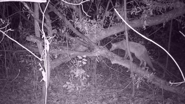 Лиса-альпинист