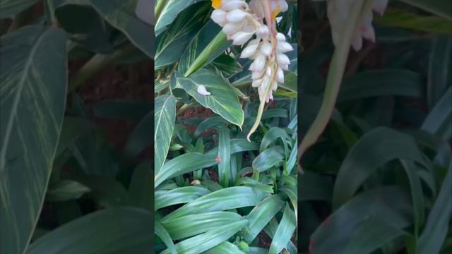 Nature therapy for your mind/Our Community Garden/Morning walks