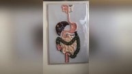 Система пищеварения в диетологии