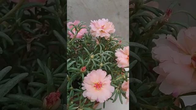 How to grow Rose moss plant beautiful followers