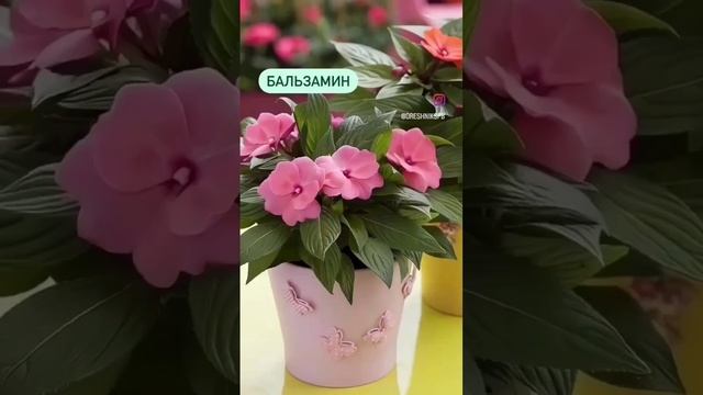 Продли лето! Советы ландшафтного дизайнера. Подробности в комментариях!