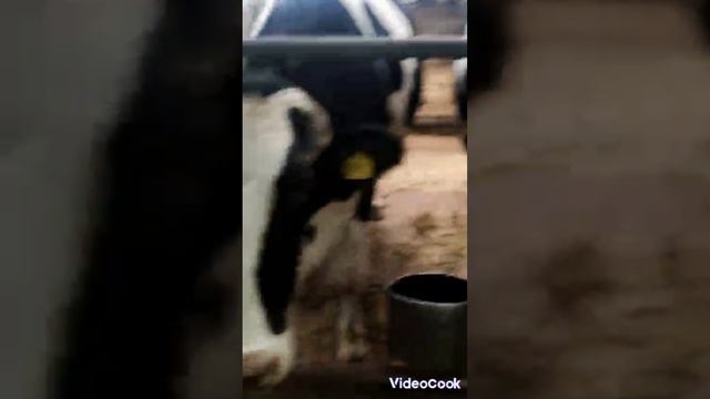 🐮мууууу