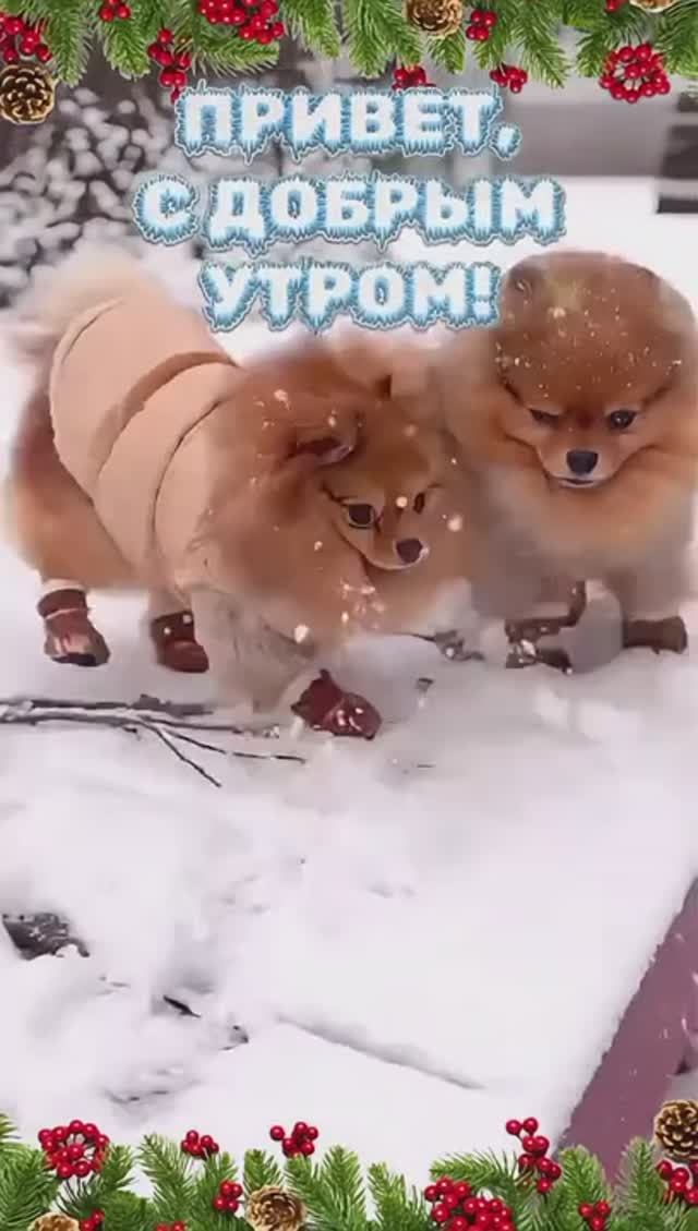 Самое милое видео