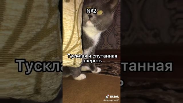 как понять что у кошки (кота) глисты