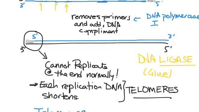 SBI4U DNA Replication mini lesson