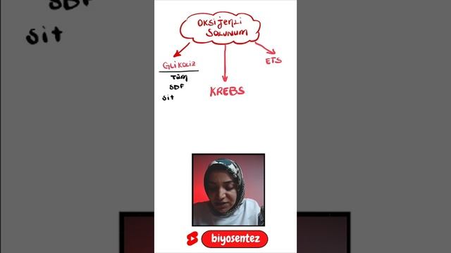 ÖSYM Sorabilir !!! Oksijenli Solunum Evreleri