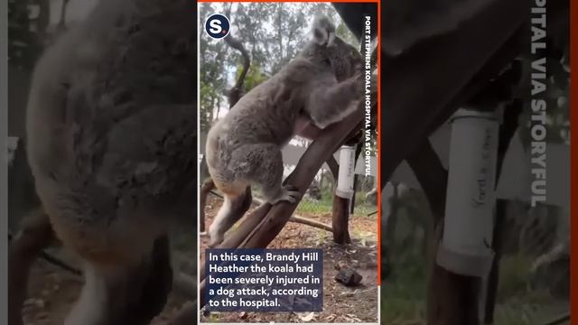 Koala Healing Nicely After Dog Attack