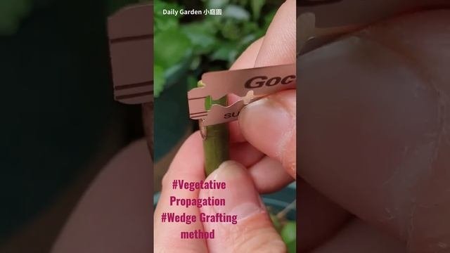 #Vegetative Propagation #Wedge Grafting 🌱 #Commercial Methods @Fruit Crops🍒🍎🍊