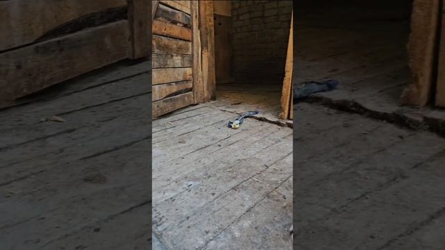 Вот такие весёлые игры в приюте!
