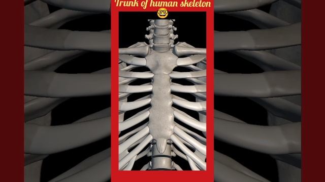Trunk of human skeleton 🦴🤓