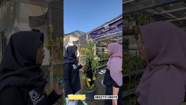 Nutrisi Untuk Anggrek #anggrek #orchid #tokobunga