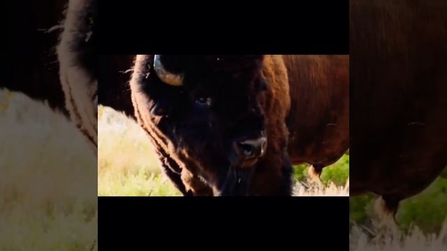Absolute UNITS! Bison bros chillin