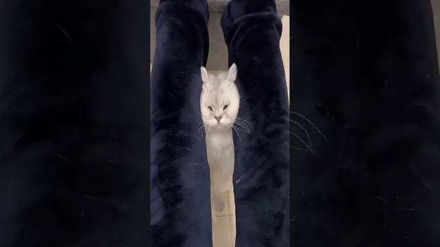 Cute kittens❤️【30】#shorts #cutecat520 #cat #kittens #pets