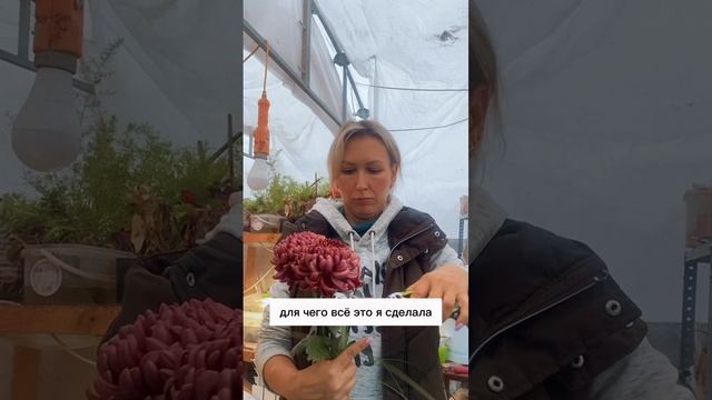 Черенкование хризантема