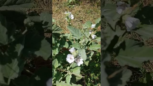 La bellissima fioritura dell'Altea officinale
