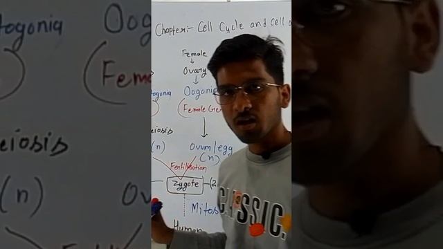 Meiosis accur only  in germ cells