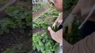 Самый лучший способ борьбы с сорняками