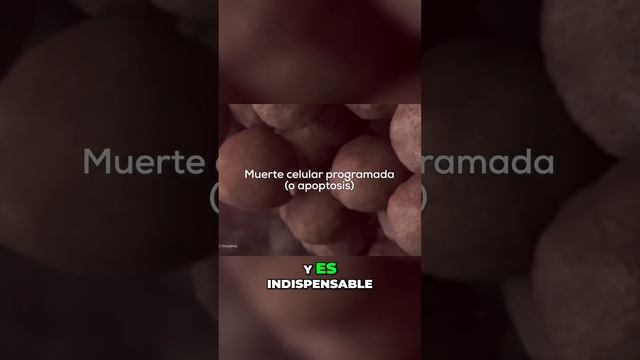¡Descubre el Fascinante Proceso de la Muerte Celular Programada!