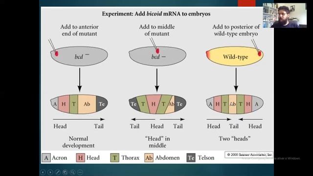 Plano Corporal de drosophila   Parte 1