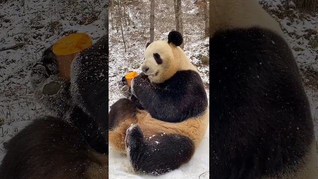 Как же классно она ест 🙈
Вроде ничего особенного, но оторваться сложно от просмотра, да? 😁