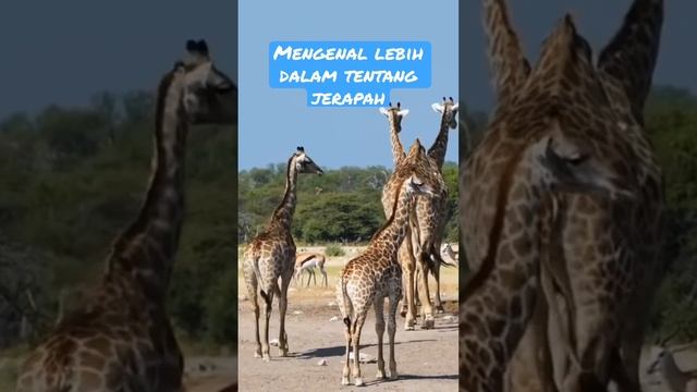 Asal usul tentang jerapah #shortvideo #animals