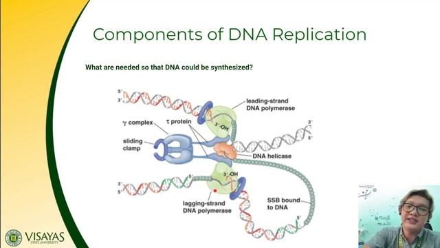 Lesson 5.2: DNA Replication During the S Phase