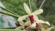 Paraphalenopsis Laycockii x Luisia thailandica