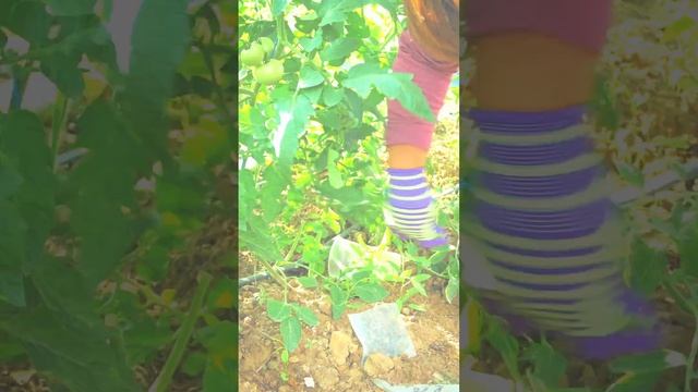 Томаты со сложной кистью. Что? Как? Зачем? #дача #огород #сад #овощи #лето #garden #томаты #помидор