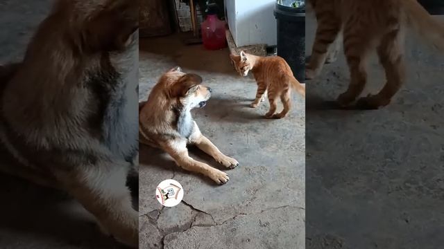 LOL, When You Have A NaugHty FFriend! Funny Cats & Dogs Videos 😺🐶😂😂 -EPS776  #cuteanimalshare