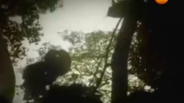 ПЛАНЕТА ОБЕЗЬЯН.Революционная теория ученых.Предками современных людей была раса развитых обезьян