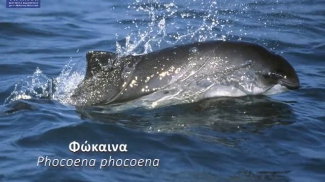 Ζιφιός & Φώκαινα - Cuvier's beaked whale & Harbour porpoise
