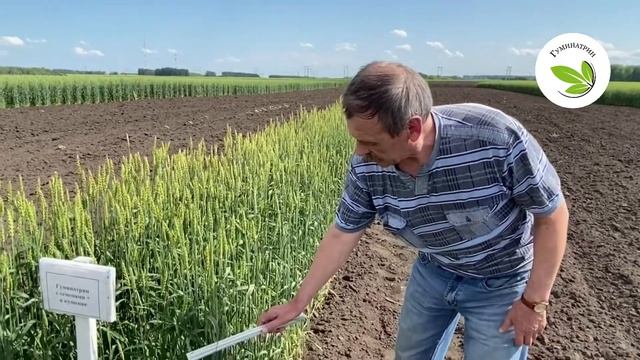 Гуминатрин  ФГУП САС "Солянская" опыт на яровой пшенице 2020