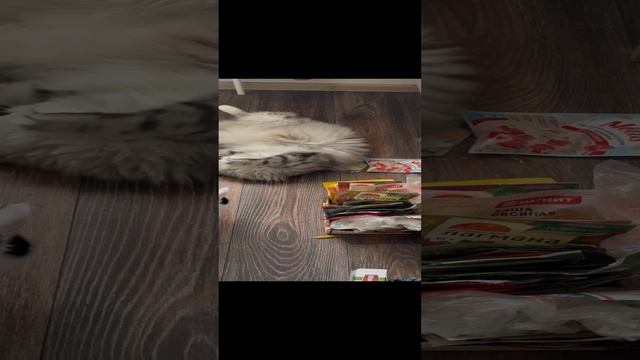 Кот Семён и Бакс нашли вкусную приправку
