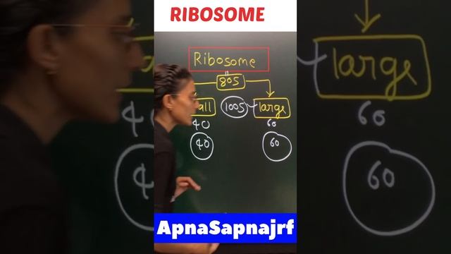 Ribosome main h confusion🤔🤔 #apnasapnajrf