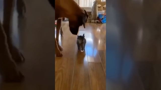 Мы в ВК https://vk.com/life_of_cats