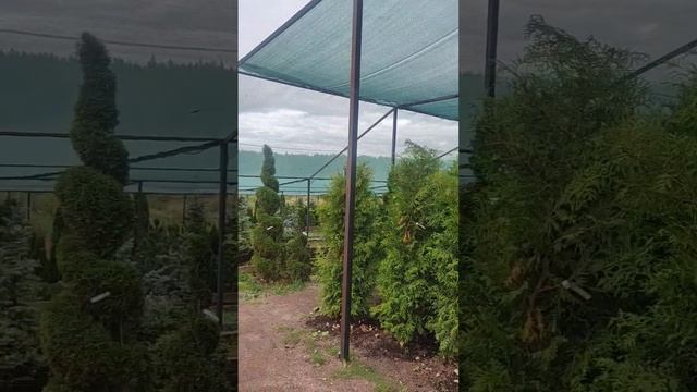 Закупка растений на питомнике