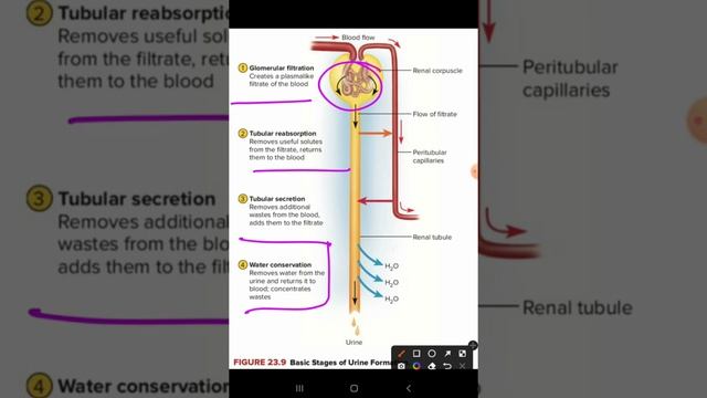 Formation of urine//nephron//nephron function//Renal physiology