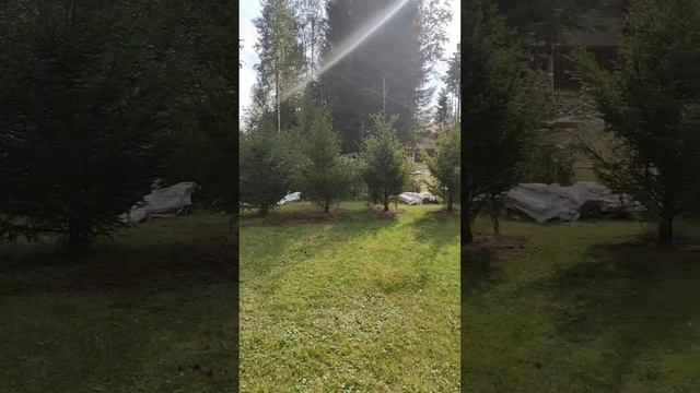 Посадка крупномеров, живая изгородь