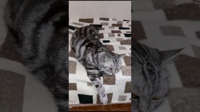 КАКИЕ ВИТАМИНЫ НУЖНЫ КОШКАМ?