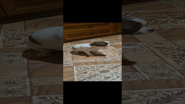Чих пых🤣
