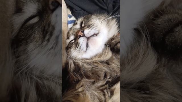 Спи моя котя)