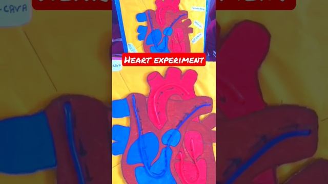 #Heart experiment made by our student showing flow of blood. ❤ #studentproject