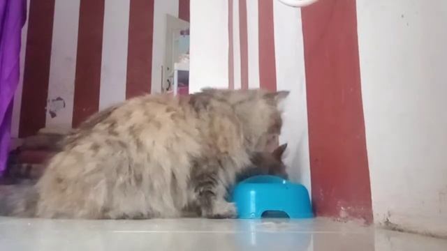 makan lahap bangat kucing ku