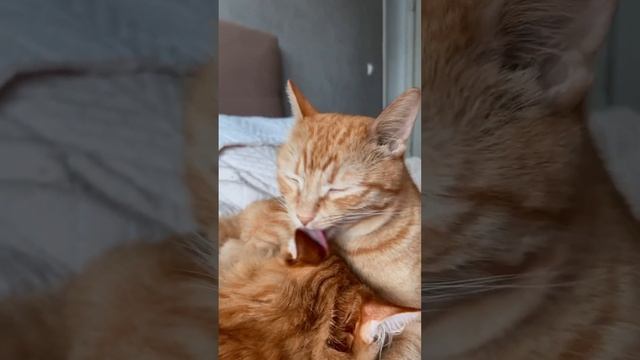 Кузьма сосёт меня, Тиша сосет Кузьму #рыжийкот #котики #питомцы