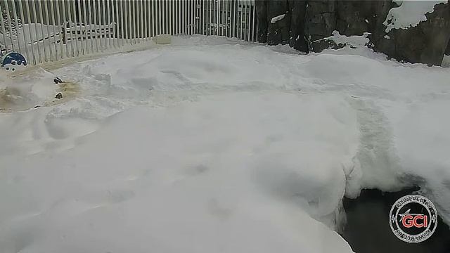 Утро мишки начинается с купания#Аляска