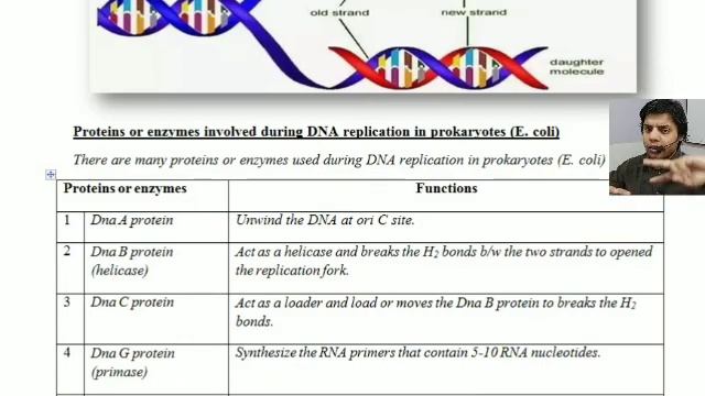 DNA replication in prokaryotes (E.coli) part 1 (proteins/enzymes) Hindi/Urdu language explaination