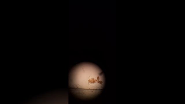 Cyclopoida en microscopio