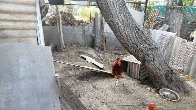Билефельдер / Тоджон и процесс инкубации.